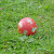 Ball "Hund auf rot", klein, Kautschuk